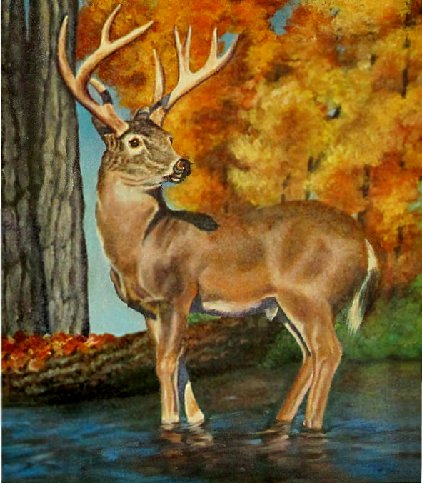 artist oil painting whitetail